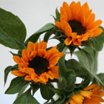 Sunflower - Mini with Black Center