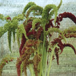 Amaranthus - Green Hanging