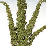 Amaranthus - Green Upright