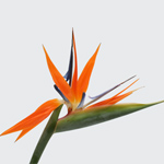 Birds of Paradise - 5 Stems