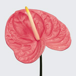 Anthurium - 5 Stems Pink Medium