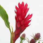 Ginger - 5 Stems Red