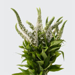 Lysmachia - White