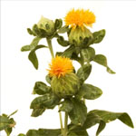 Safflower - Orange