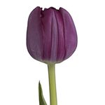 Tulips - Purple 30 Bunches