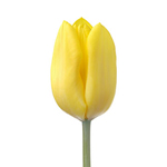 Tulips - Yellow 30 Bunches