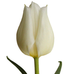 Tulips - White 30 Bunches