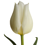 Tulips - White 30 Bunches