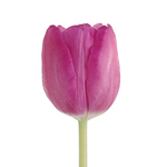 Tulips - Pink 30 Bunches