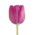 Tulips - Pink