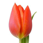 Tulips - Orange 30 Bunches