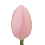 Tulips - Light Pink