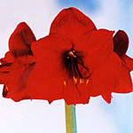 Amaryllis - Red