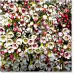 Waxflower - White