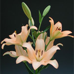 LA Hybrid Lily - Pale Peach