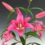 Oriental Lily - Robina