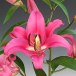 Oriental Lily - Robina