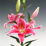 Oriental Lily - Stargazer