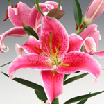 Oriental Lily - Stargazer