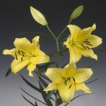 Oriental Lily - Bella Donna