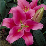 Oriental Lily - Chili