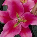 Oriental Lily - Chili