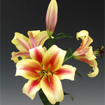 Oriental Lily - Shocking