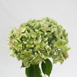 Hydrangea - Green 25 stems