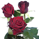 Rose - Black Magic 60cm