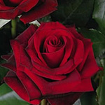Rose - Black Magic 60cm