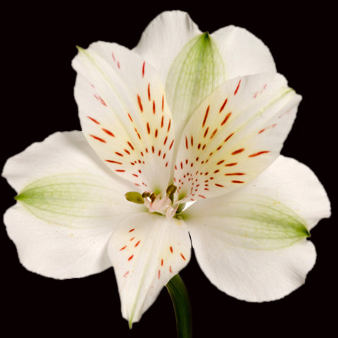 Alstromeria - White