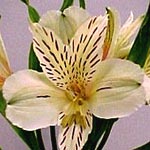 Alstromeria - Ivory