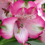 Alstromeria - Light Pink