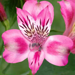 Alstromeria - Pink