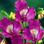 Alstromeria - Purple