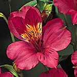 Alstromeria - Deep Pink