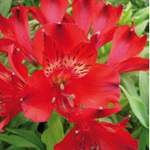 Alstromeria - Red