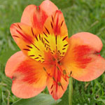 Alstromeria - Orange