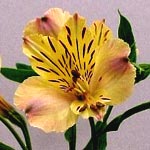 Alstromeria - Butter Yellow