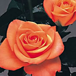 Rose - Tropical Amazon 50cm - Click Image to Close