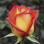 Rose - High & Magic Orange 60cm