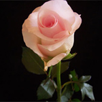 Rose - Sweet Akito 40cm
