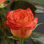 Rose - Circus 40cm - Click Image to Close