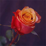 Rose - Cherry Brandy 60cm - Click Image to Close