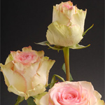 Rose - Esperance 60cm