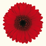 Mini Gerbera - 10 Stems Red/Black Center