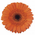 Mini Gerbera - 70 Stems Veranda