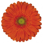 Mini Gerbera - 70 Stems Navelino