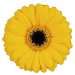 Mini Gerbera - 10 Stems Yellow/Black Center