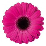 Mini Gerbera - 10 Stems Hot Pink/Black Center